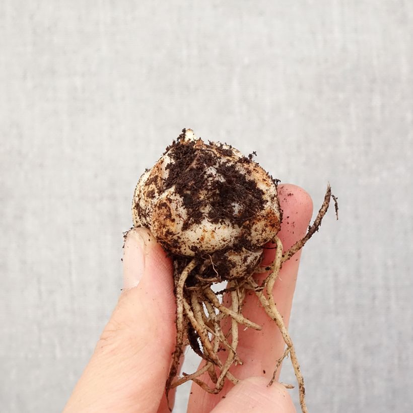 Exemplaar van Aziatische lelie Sweet Surrender Bol kaliber 14/16 zoals geleverd in de lente