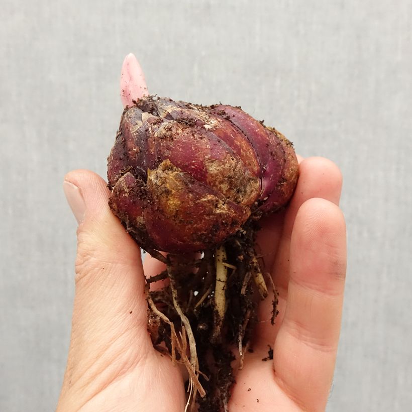 Exemplaar van Lilium asiatique Mix - Aziatische lelie Mix Bol kaliber 18/20 zoals geleverd in de lente