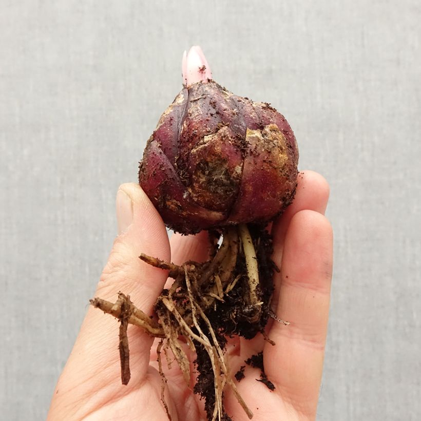 Exemplaar van Lilium henryi - Henrys lelie Bol kaliber 18/20 zoals geleverd in de lente