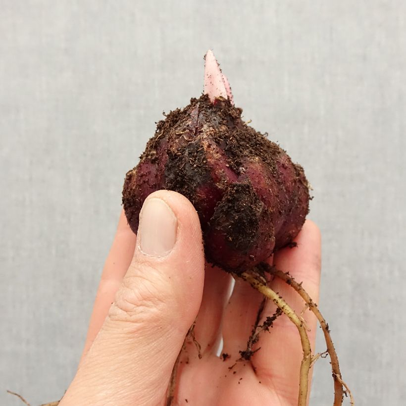 Exemplaar van Lilium nepalense - Nepalese lelie Bol kaliber 18+ zoals geleverd in de lente