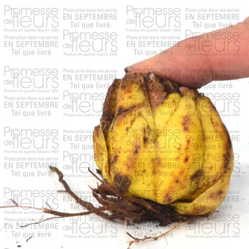 Voorbeeld van een exemplaar van Lilium martagon var. album - Turkse lelie Bol kaliber 16+ zoals geleverd