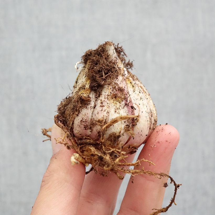 Exemplaar van Lilium candidum - Madonnalelie Bol kaliber 18/20 zoals geleverd in de lente