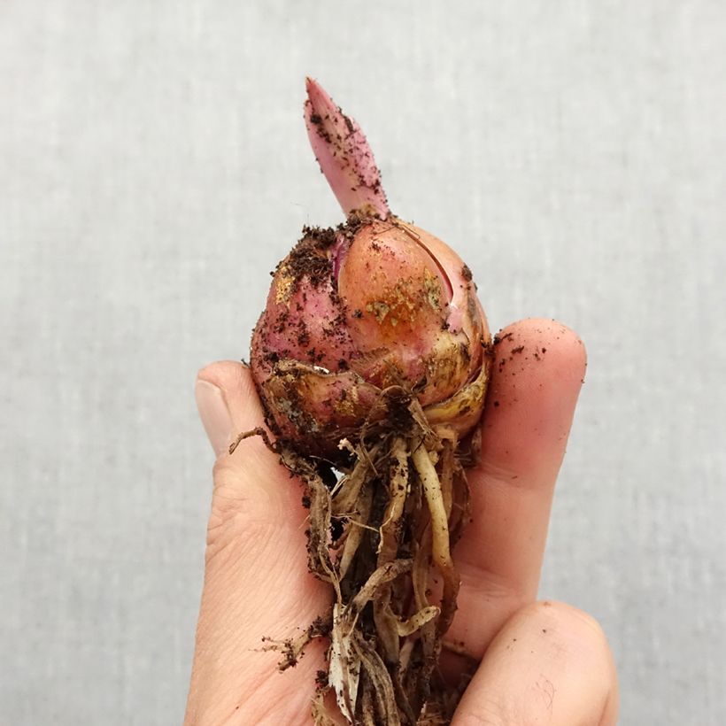 Exemplaar van Lilium Honeymoon - Oriëntaalse lelie Bol kaliber 16/18 zoals geleverd in de lente