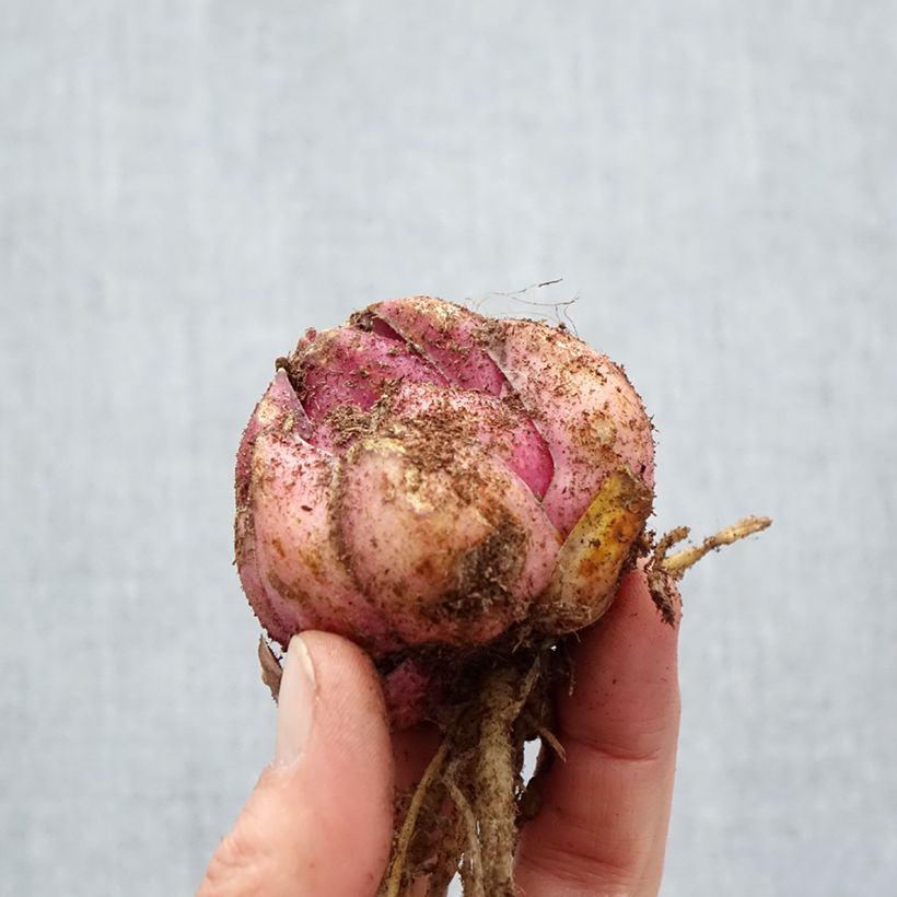 Exemplaar van Lilium Bastogne - Oriëntaalse lelie Bol kaliber 18/20 zoals geleverd in de lente