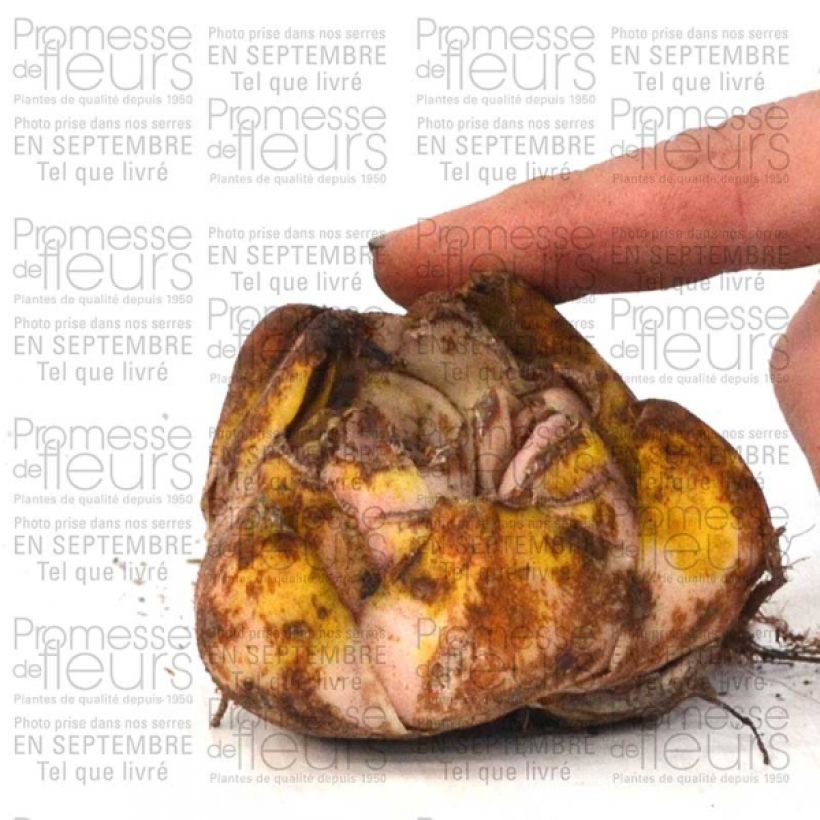 Example of Lilium Casablanca - Oriëntal lelie Bol size 16/18 as you get