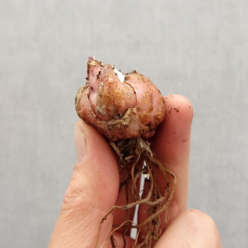 Exemplaar van Lilium Corsage - Aziatische lelie Bol kaliber 16/18 zoals geleverd in de lente