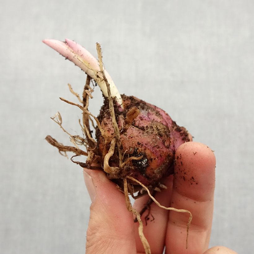 Exemplaar van Lilium Lady Alice - Lelie Bol kaliber 16/18 zoals geleverd in de lente