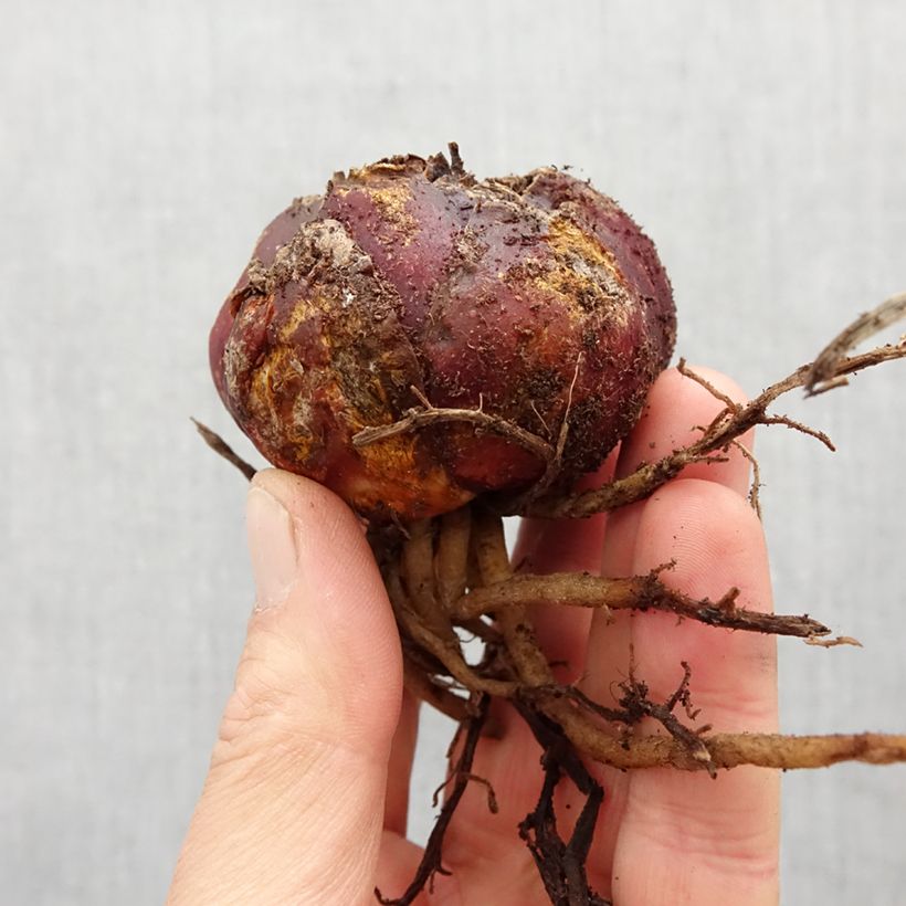 Exemplaar van Lilium Leslie Woodriff - Oriëntaalse lelie Bol kaliber 16 zoals geleverd in de lente