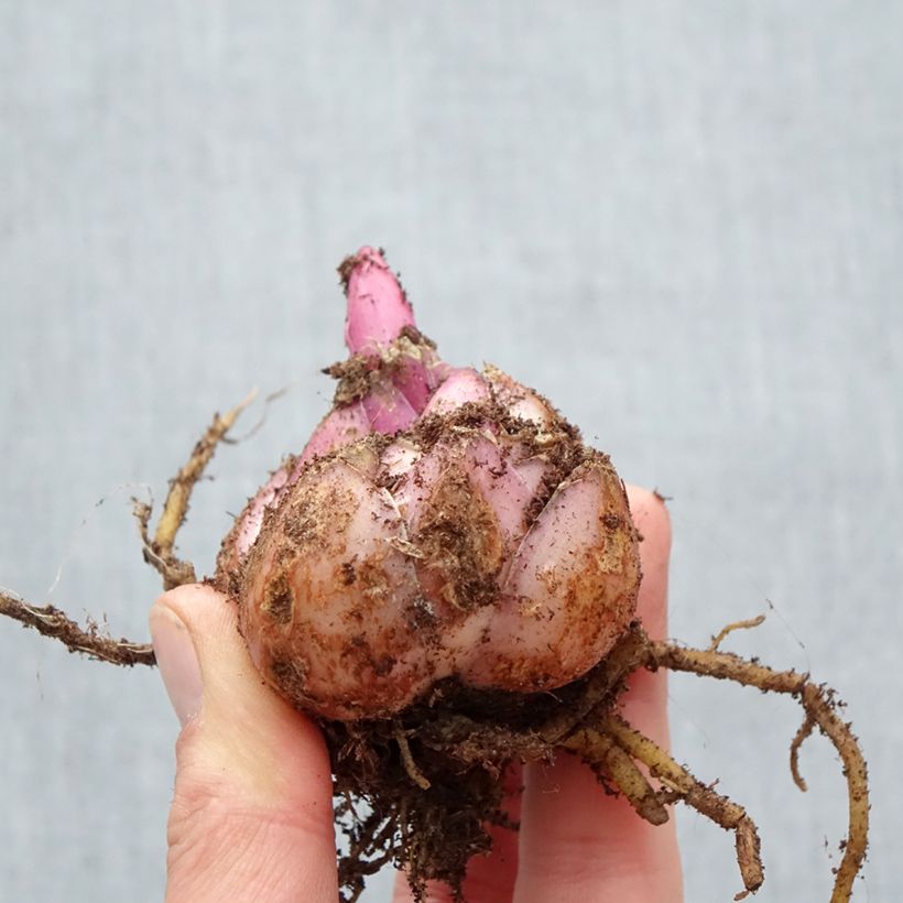 Exemplaar van Lilium oriental Corcovado - Oriëntaalse lelie Bol kaliber 18/20 zoals geleverd in de lente