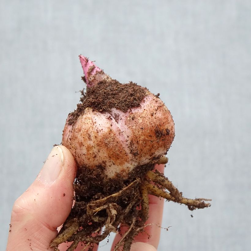 Exemplaar van Lilium  oriental El Capitan - Oriëntaalse lelie Bol kaliber 18/20 zoals geleverd in de lente