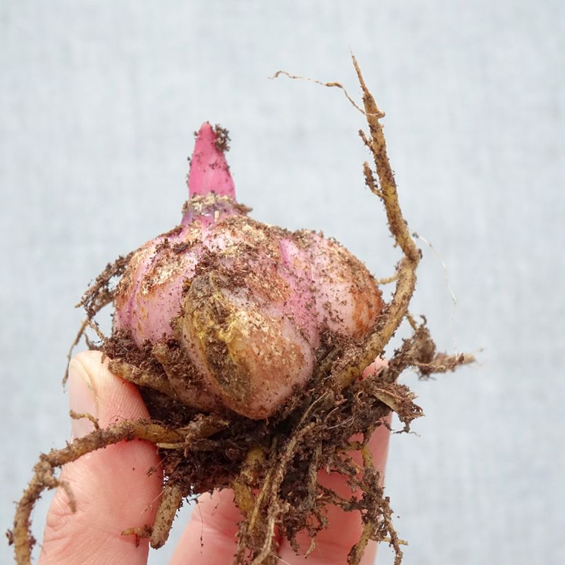 Exemplaar van Lilium Frontera - Aziatische Lelie Bol kaliber 18/20 zoals geleverd in de lente