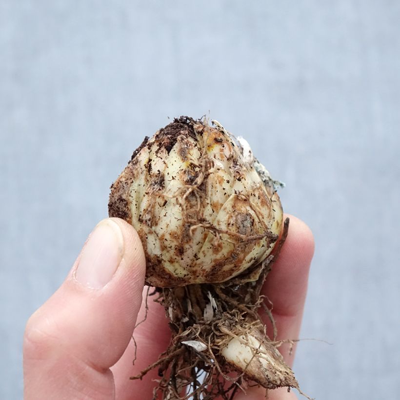 Exemplaar van Lilium Black Beauty - Oriëntaalse lelie Bol kaliber 14/16 zoals geleverd in de lente