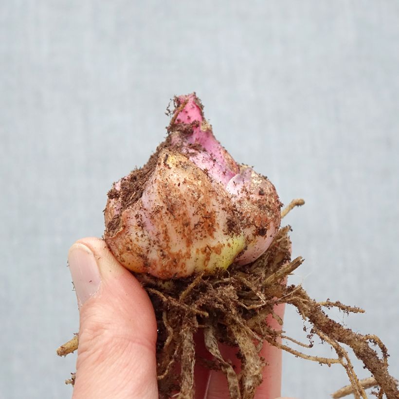 Exemplaar van Lilium Nymph - Oriëntaalse lelie Bol kaliber 18/20 zoals geleverd in de lente