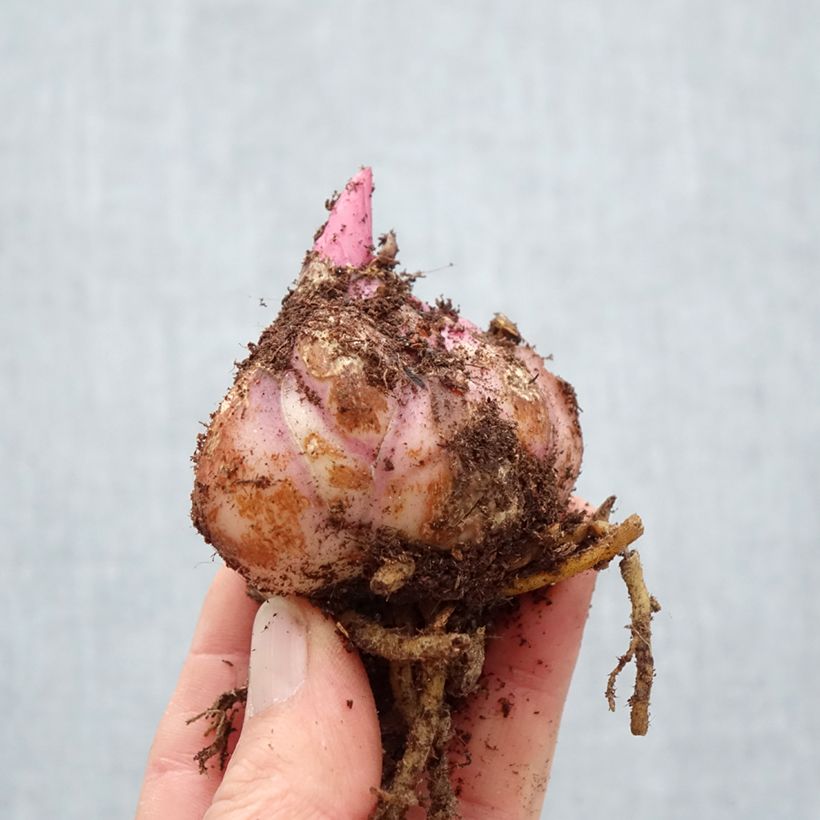 Exemplaar van Lilium Red Desire - Oriëntaalse lelie Bol kaliber 18/20 zoals geleverd in de lente