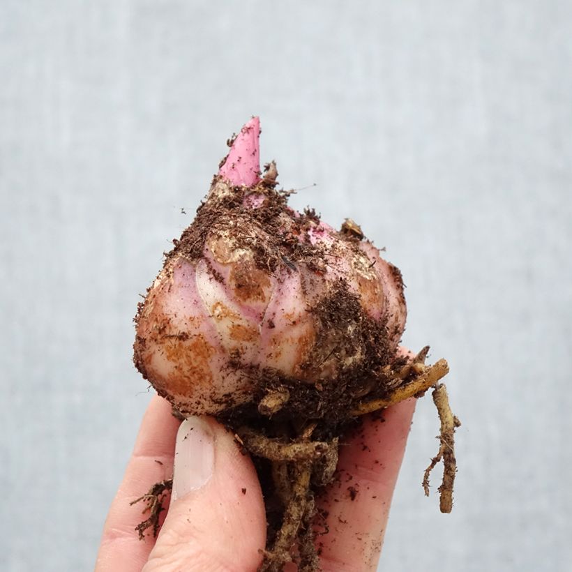 Exemplaar van Lilium Saronno - Oriëntaalse lelie Bol kaliber 18/20 zoals geleverd in de lente