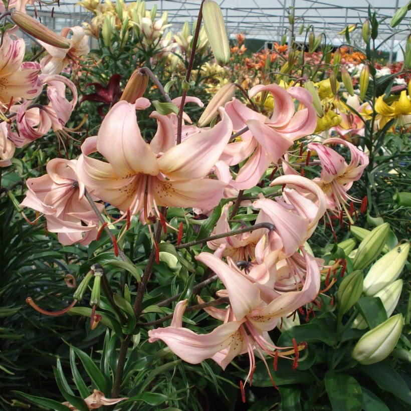 Lilium Pink Flavour - Aziatische Lelie (Bloei)