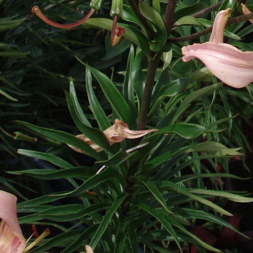 Lilium Pink Flavour - Aziatische Lelie (Blad)