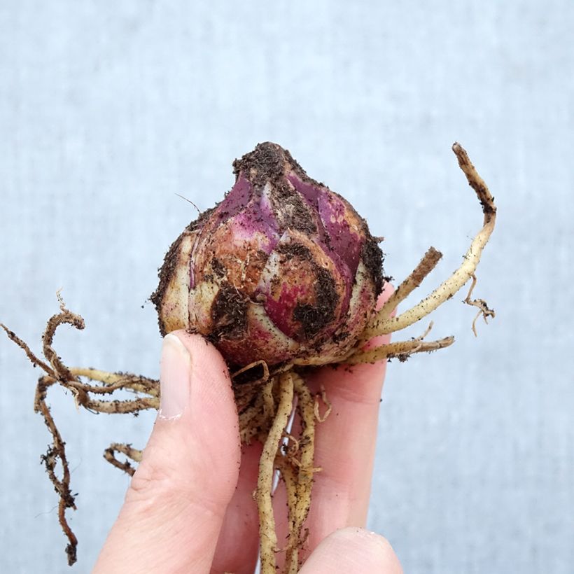 Exemplaar van Hybride lelie Purple Prince (Oriëntaal/Trompet) Bol kaliber 16+ zoals geleverd in de lente