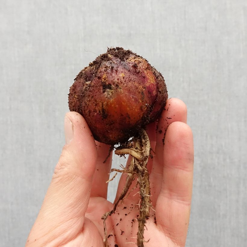 Exemplaar van Lilium Robert Swanson- Oriëntaalse lelie Bol kaliber 16 zoals geleverd in de lente