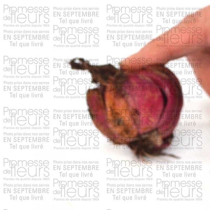 Voorbeeld van een exemplaar van Lilium speciosum var. album - Japanse lelie Bol kaliber 16+ zoals geleverd