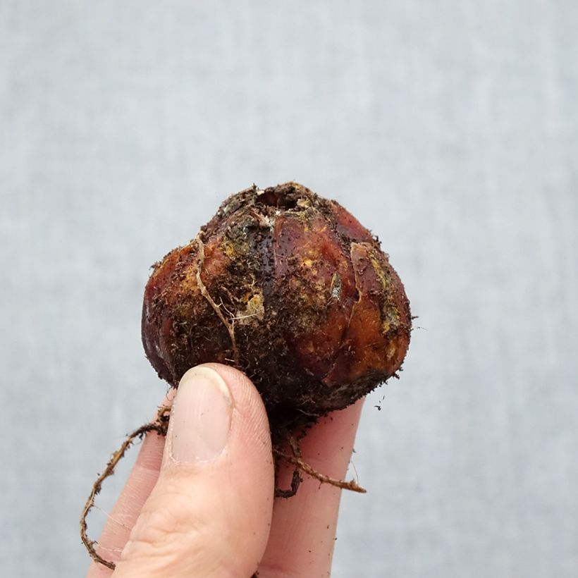 Exemplaar van Lilium Trocadero - Oriëntaalse trompetlelie Bol kaliber 16/18 zoals geleverd in de lente