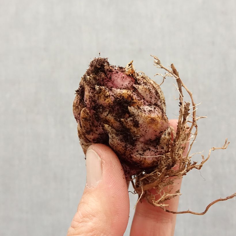 Exemplaar van Lilium martagon Orange Marmalade - Turkse lelie Bol kaliber 16/18 zoals geleverd in de lente