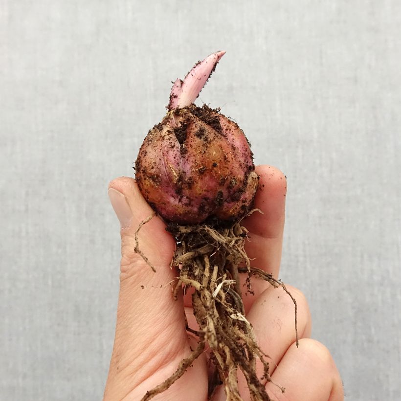 Exemplaar van Lilium martagon Pink Morning - Turkse lelie Bol kaliber 12 zoals geleverd in de lente