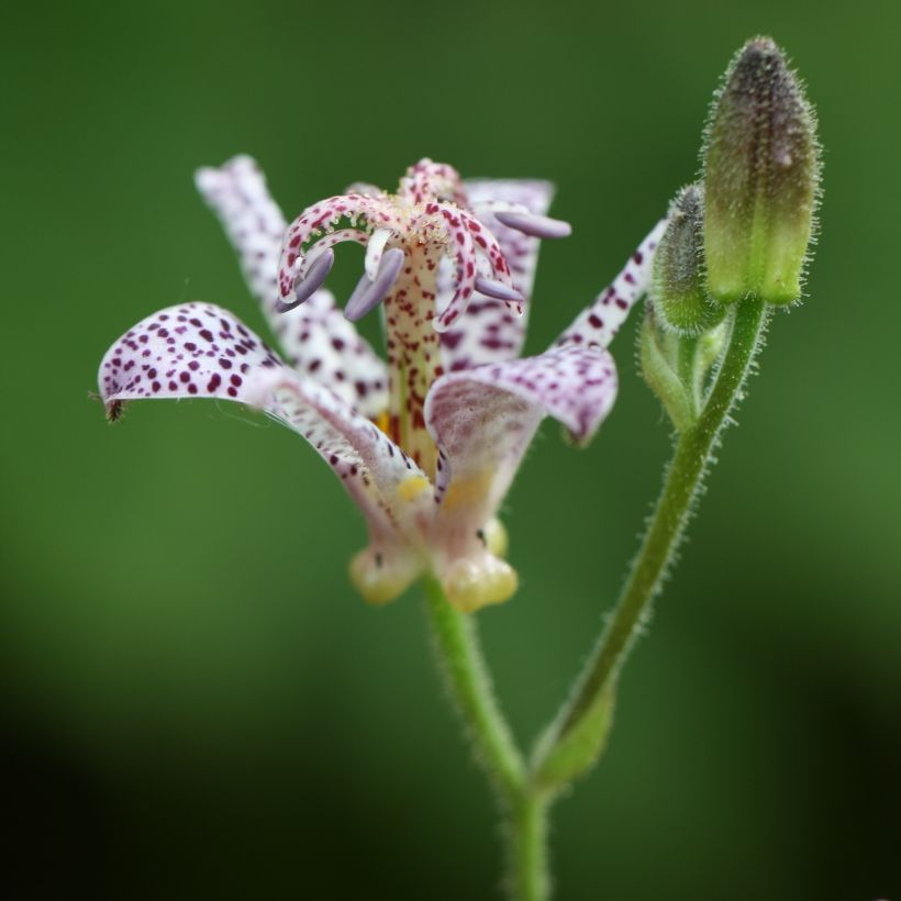 Tricyrtis hirta - Paddenlelie (Bloei)