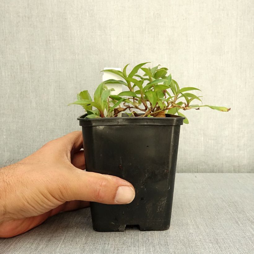 Exemplaar van Tricyrtis hirta Taiwan Abdane - Paddenlelie Pot van 1,5 l/2 l zoals geleverd in de zomer