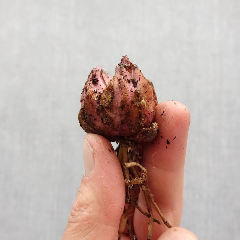 Example of Lilium Magic Star - Oriëntaalse lelie Bol kaliber 14/16 as you get in printemps