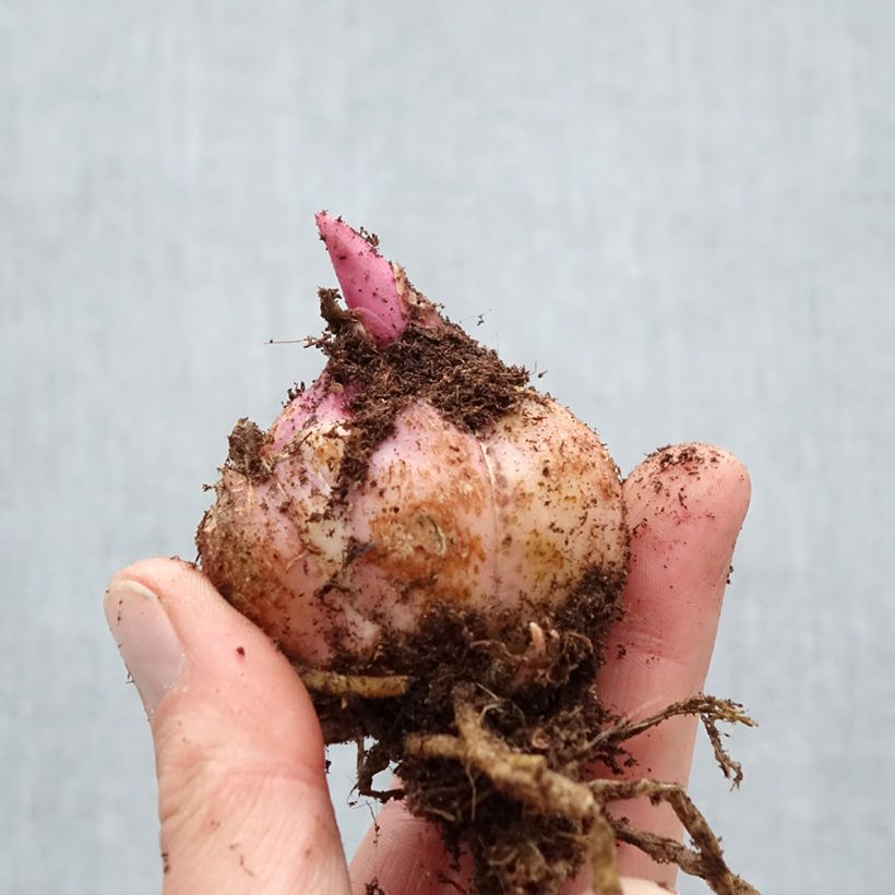 Exemplaar van Lilium Firebolt - Oriëntaalse lelie Bol kaliber 18/20 zoals geleverd in de lente