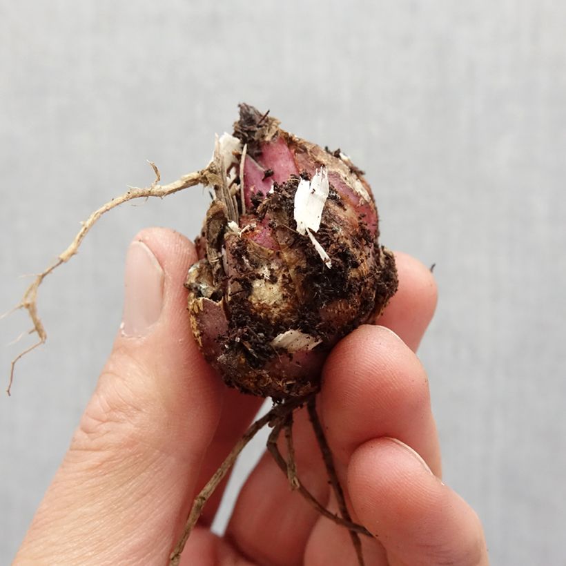 Exemplaar van Lilium oriental Garden Party - Oriëntaalse lelie Bol kaliber 14/16 zoals geleverd in de lente