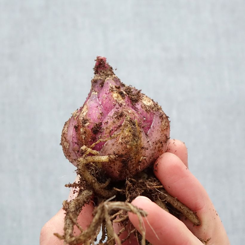 Exemplaar van Lilium Lodi - Oriëntaalse lelie Bol kaliber 18/20 zoals geleverd in de lente