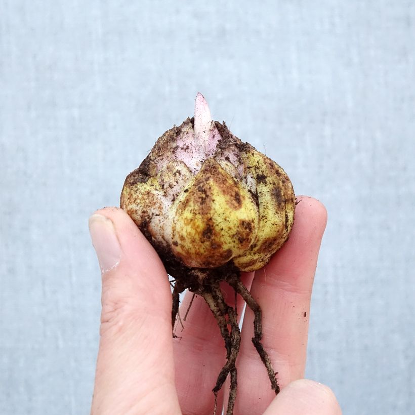 Exemplaar van Lilium oriental Mistero - Oriëntaalse lelie Bol kaliber 16/18 zoals geleverd in de lente