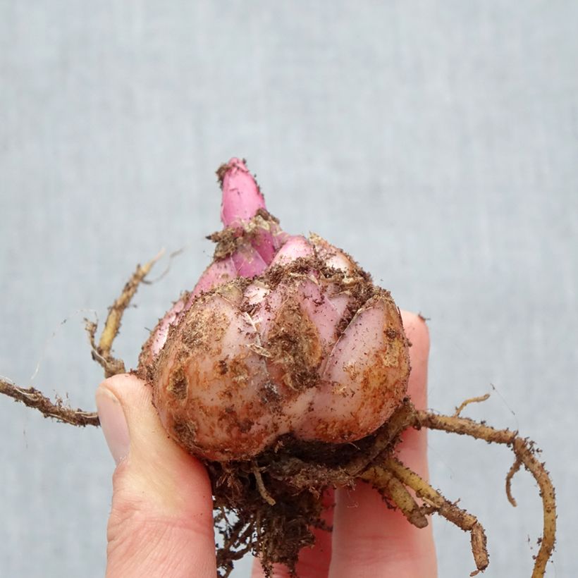 Exemplaar van Lilium Roselily Aisha - Oriëntaalse lelie Bol kaliber 17/19 zoals geleverd in de lente