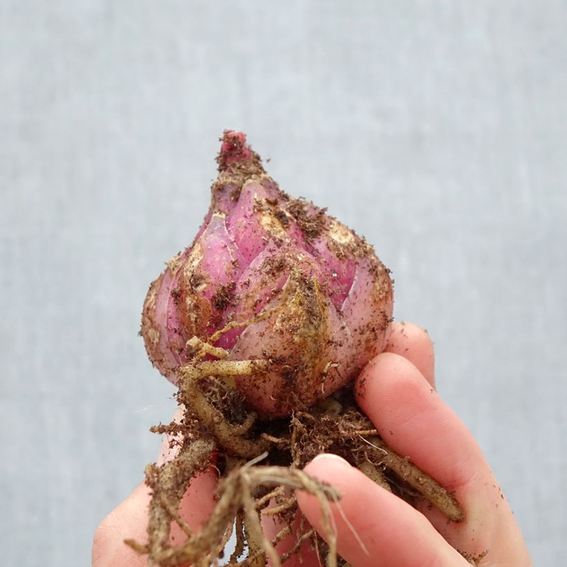 Exemplaar van Lilium Roselily Viola - Oriëntaalse lelie Bol kaliber 17/19 zoals geleverd in de lente