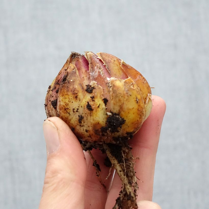 Exemplaar van Lilium regale Album - Koningslelie Bol kaliber 16/18 zoals geleverd in de lente