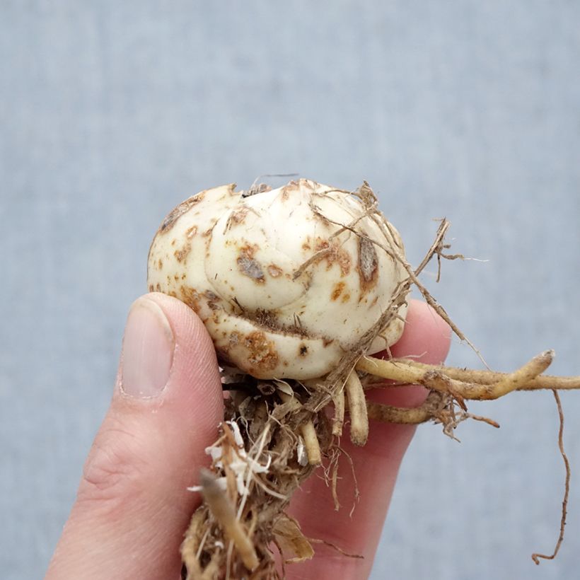 Example of Lilium lancifolium Flore Pleno - Tijgerlelie Bol kaliber 14/16 as you get in printemps