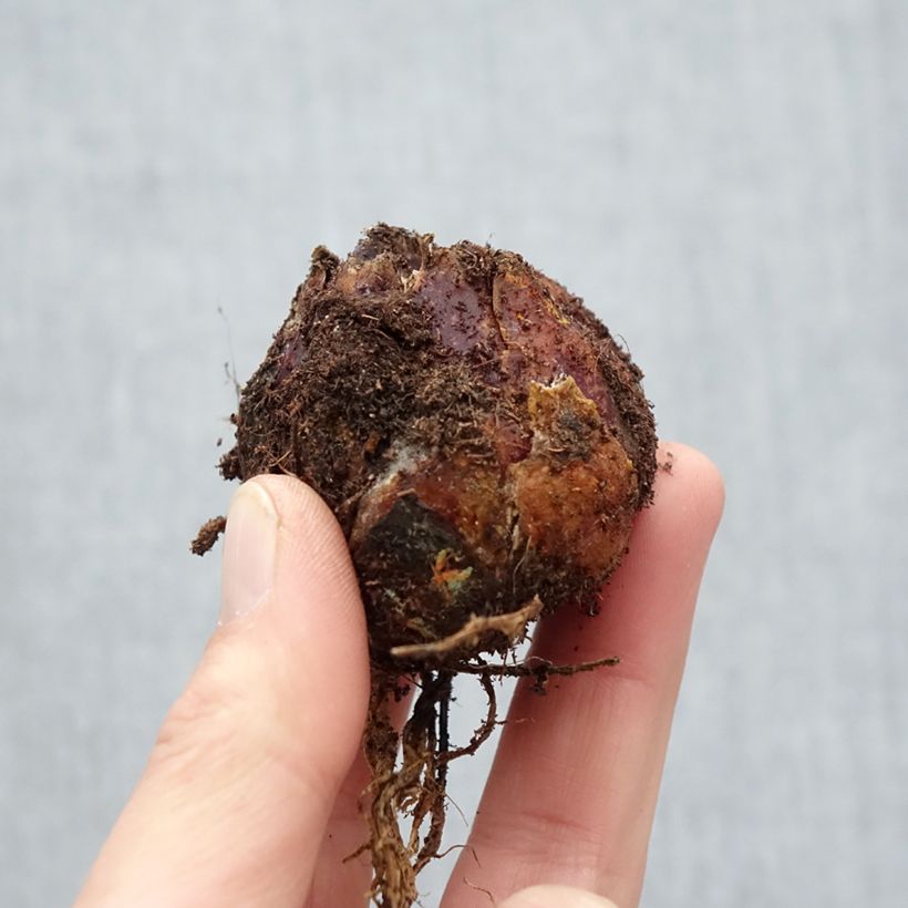 Exemplaar van Lilium Extravaganza - Aziatische Lelie Bol kaliber 16/18 zoals geleverd in de lente