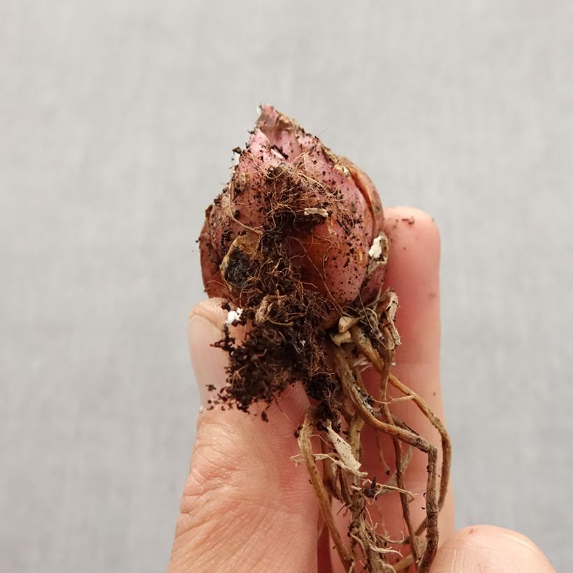 Exemplaar van Lilium Muscadet - Oriëntaalse lelie Bol kaliber 14/16 zoals geleverd in de lente