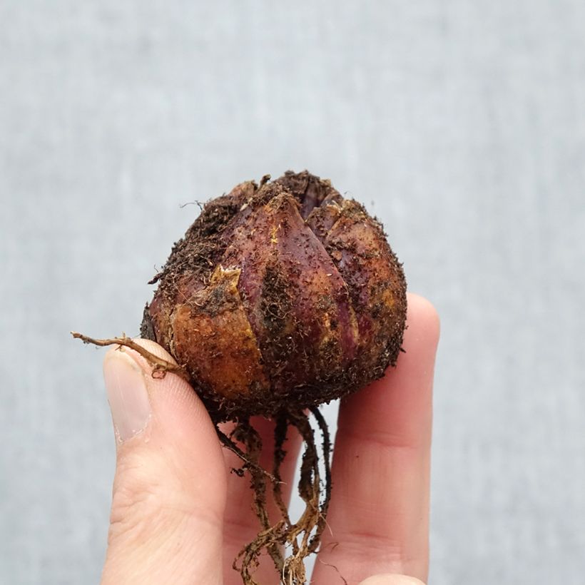 Exemplaar van Lilium Pink Perfection - Aziatische Lelie Bol kaliber 16/18 zoals geleverd in de lente