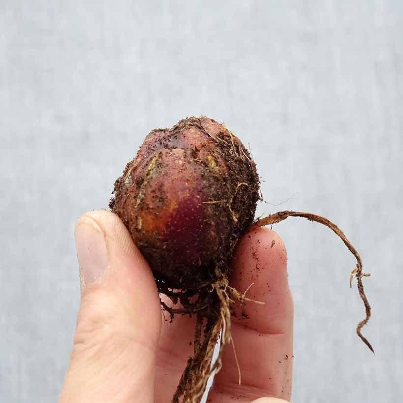 Exemplaar van Lilium Scheherazade - Oriëntaalse trompetlelie Bol kaliber 16/18 zoals geleverd in de lente