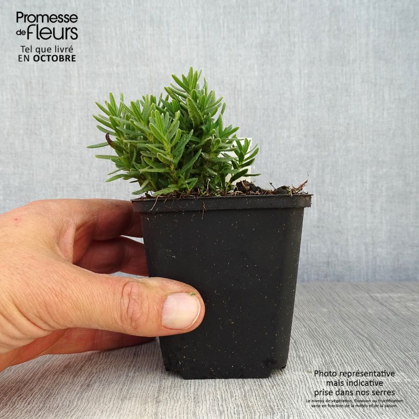 Exemplaar van Lithodora diffusa Alba - Steenzaad Kweekpotje van 8/9 cm zoals geleverd in de herfst