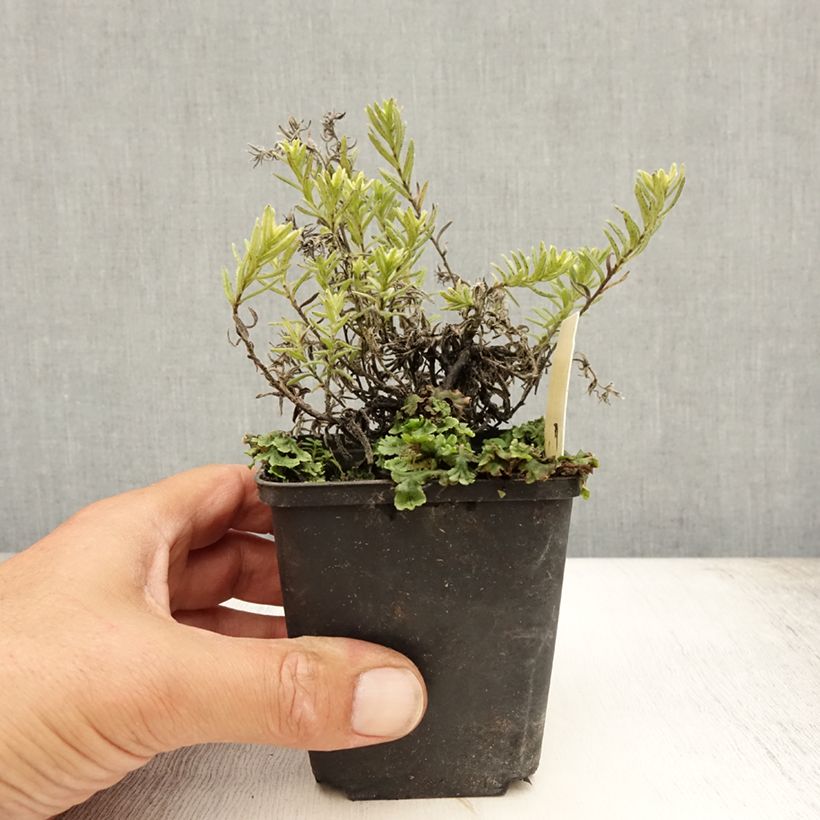 Exemplaar van Lithodora diffusa Cambridge Blue - Steenzaad Kweekpotje van 8/9 cm zoals geleverd in de zomer