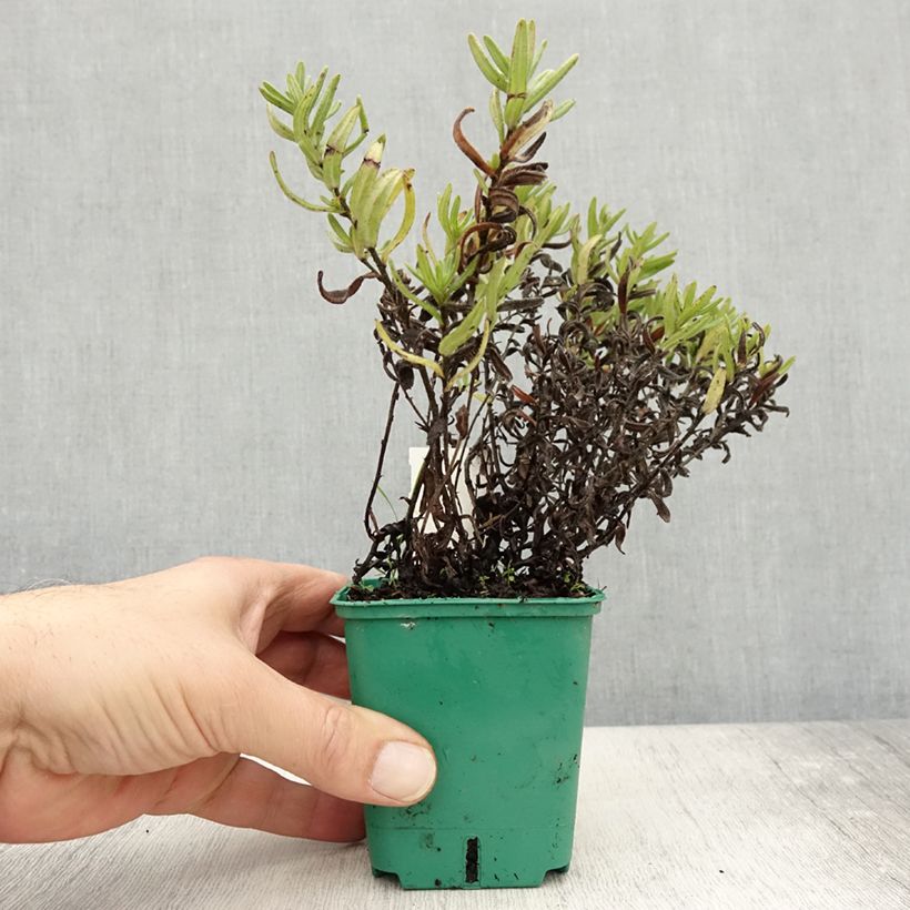 Exemplaar van Lithodora diffusa Heavenly Blue - Steenzaad Kweekpotje van 8/9 cm zoals geleverd in de herfst