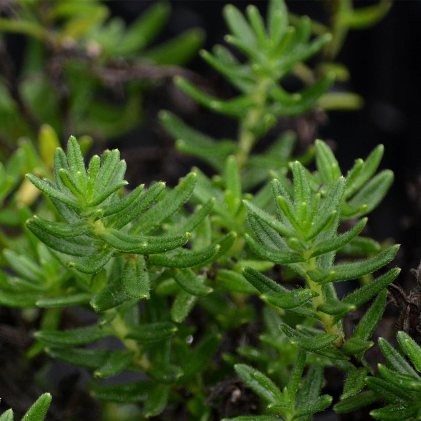 Lithodora diffusa Heavenly Blue - Steenzaad (Blad)