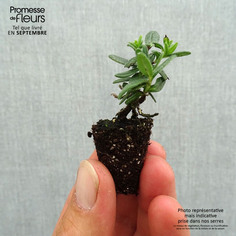 Exemplaar van Lithodora diffusa Heavenly Blue - Steenzaad Mini-mot Ø 3/4 cm zoals geleverd in de herfst