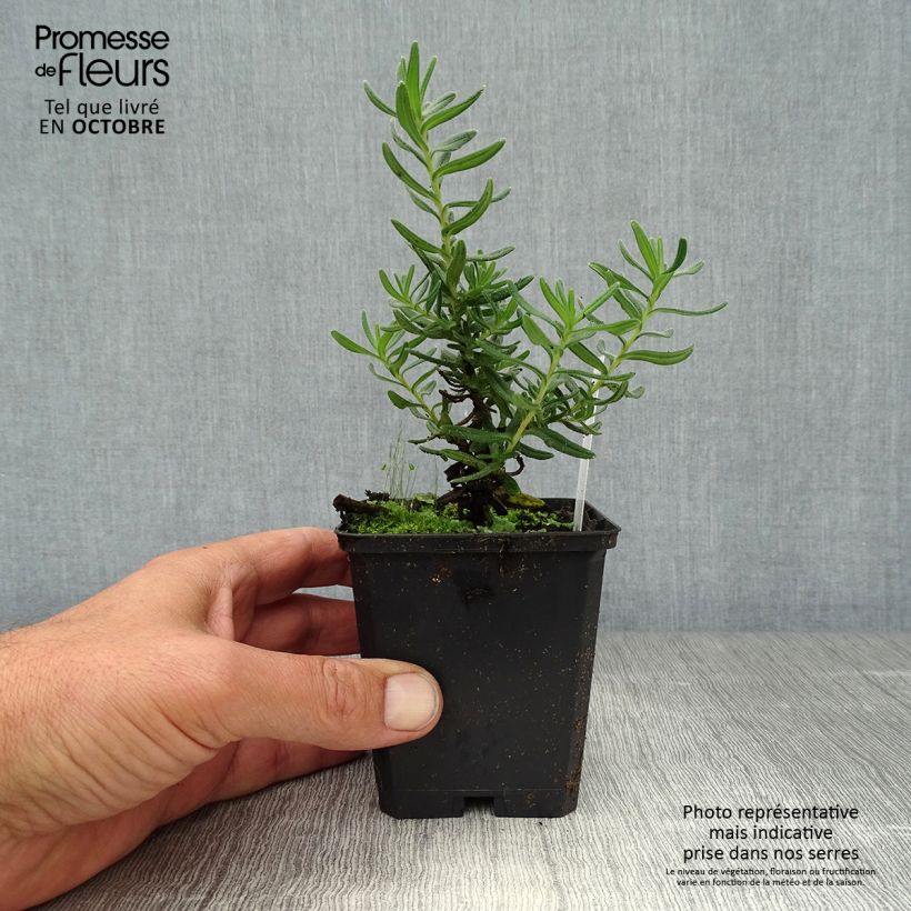 Exemplaar van Lithodora diffusa Star - Steenzaad Kweekpotje van 8/9 cm zoals geleverd in de herfst