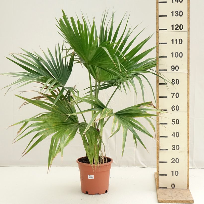 Example of Livistona chinensis - Chinese waaierpalm Pot van 7,5 l/10 l as you get in printemps