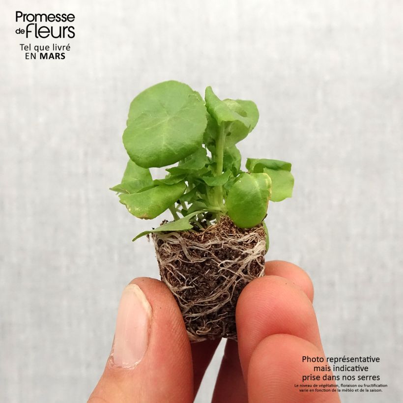 Exemplaar van Lobelia erinus Regatta Deep Blue - Hanglobelia Mini-mot Ø 1,5/2,5 cm zoals geleverd in de lente